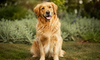 1-Hour Pet Photography Session