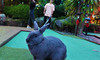 Mini-Golf with Rabbits